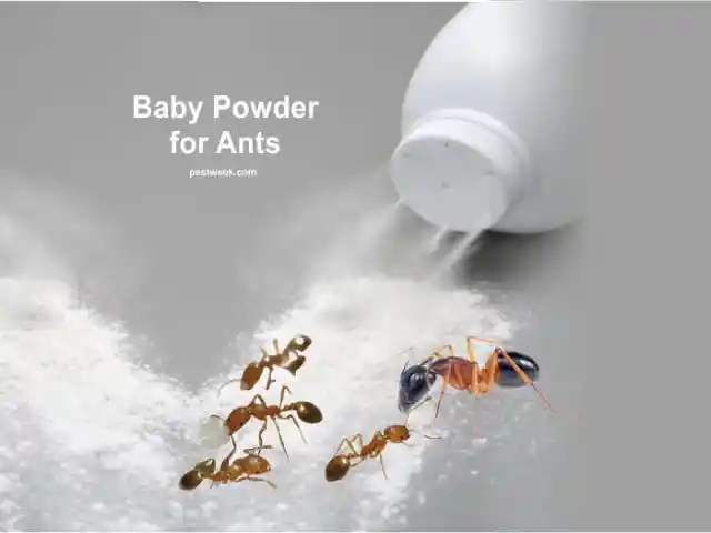 Keep pesky ants away