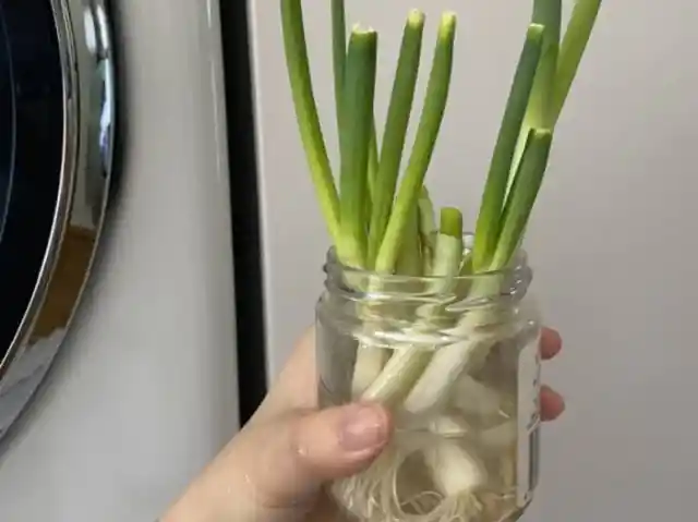 Growing Green Onions In A Jar