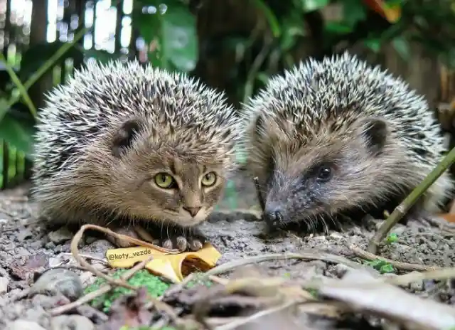 Hedgehog Cat