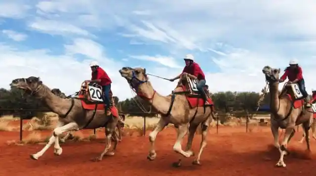 When In Dubai, Don’t Miss The Camel Race