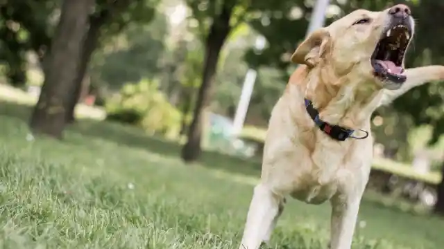 Mom Notices Dog Won’t Leave Trash Bag Alone, Finds Out Neighbor’s Secret