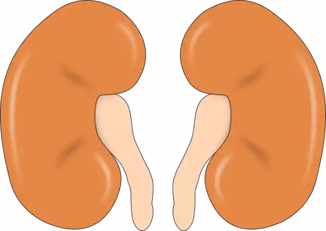 Kidney Diseases