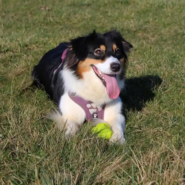 Australian Shepherd