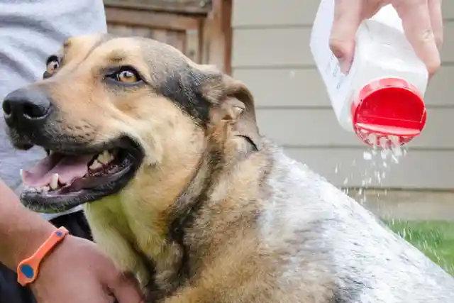 Dry shampoo for your pet