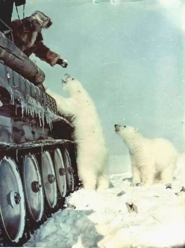 Polar Bear Feeding, 1950