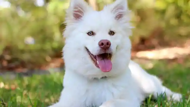 Mom Notices Dog Won’t Leave Trash Bag Alone, Finds Out Neighbor’s Secret