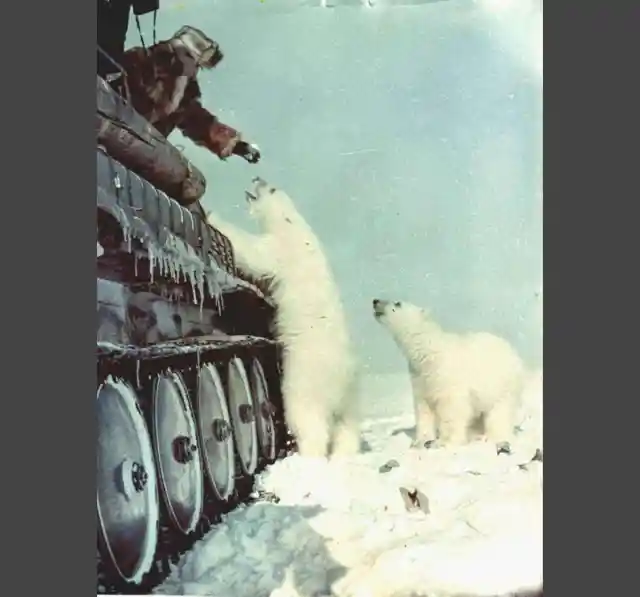 Treat For Polar Bears, 1950