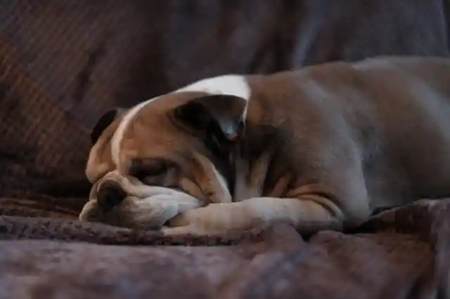 English Bulldogs