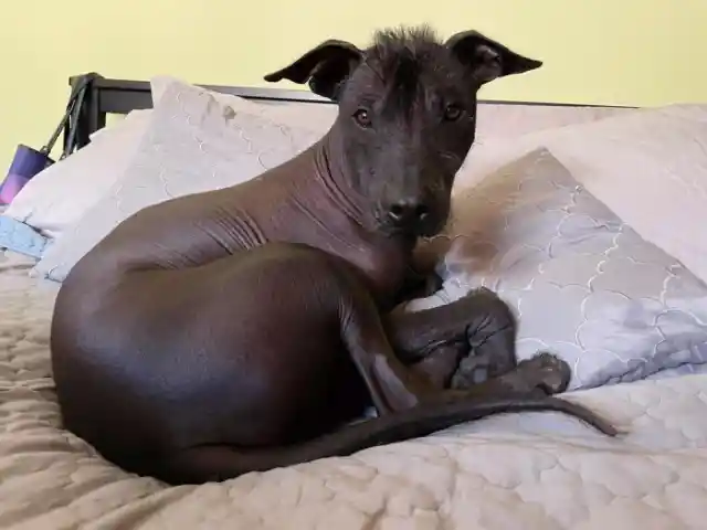 Xoloitzcuintli (Mexican Hairless)