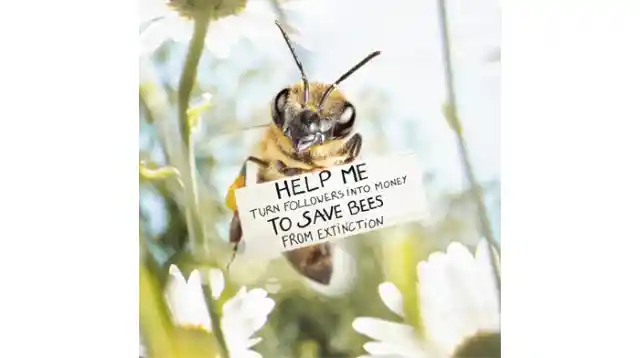 From Bees… To You