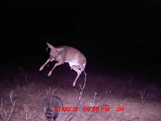 An Athletic Deer