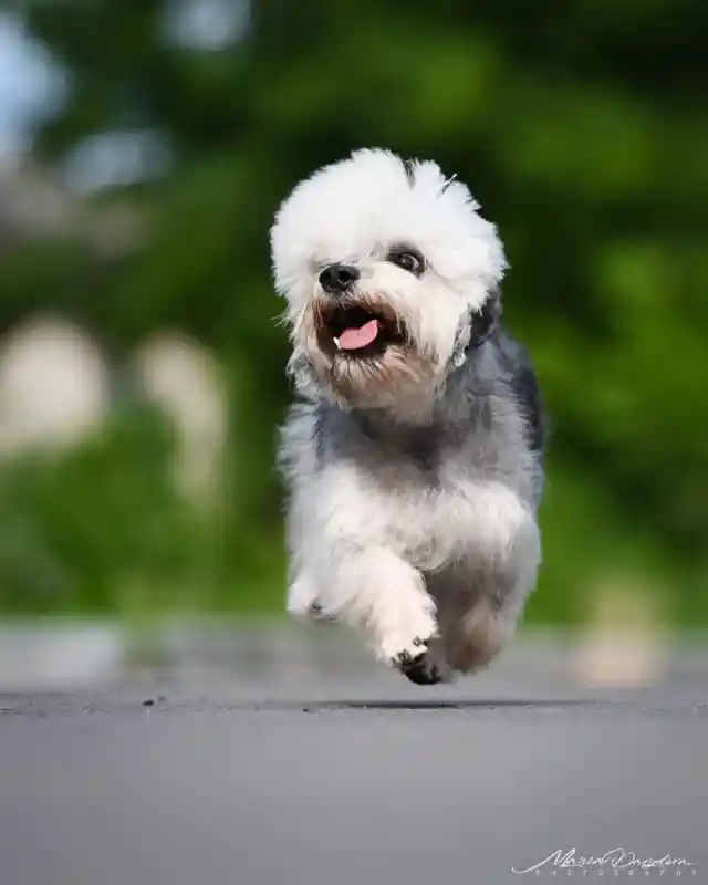 Dandie Dinmont Terrier