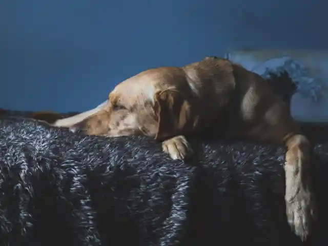 Mom Sleeps Next To New Dog, Unaware Of What He'll Do In The Middle Of The Night