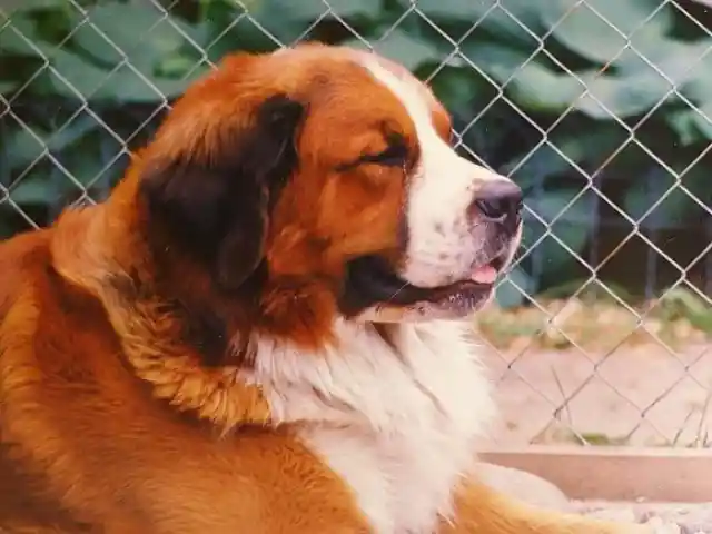 St. Bernard