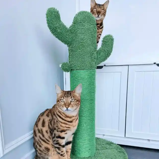 Invest in a scratching post