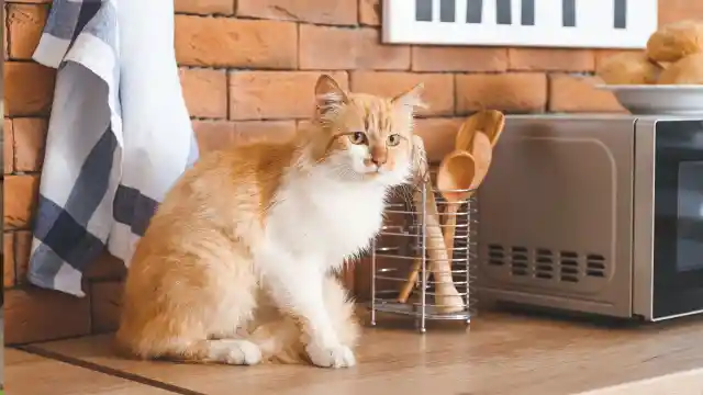 Cat Stares At Oven Every Day, Dad Looks Inside