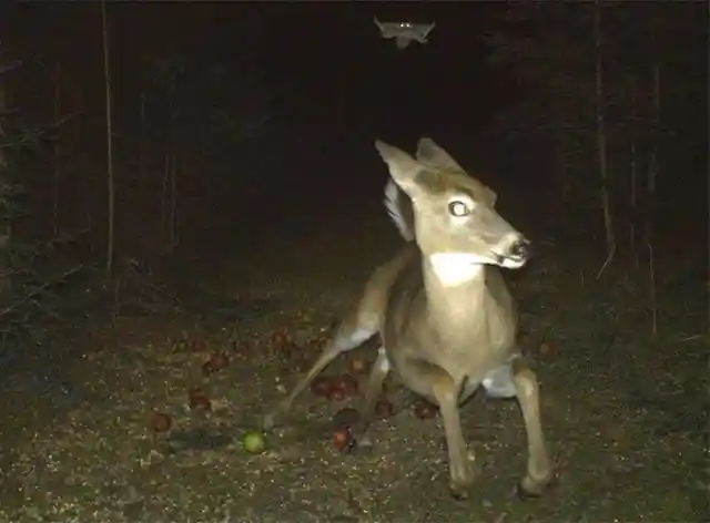 Flying Squirrel Chasing Its Prey