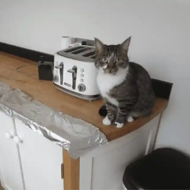 Place aluminum foil or masking tape on a surface to keep your cat off