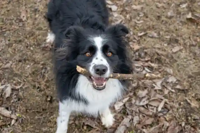 Border Collie