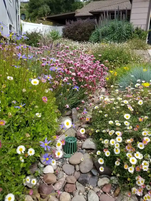 Drought resistant flowers