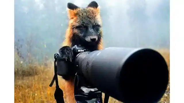 The Fox Takes Over The Camera