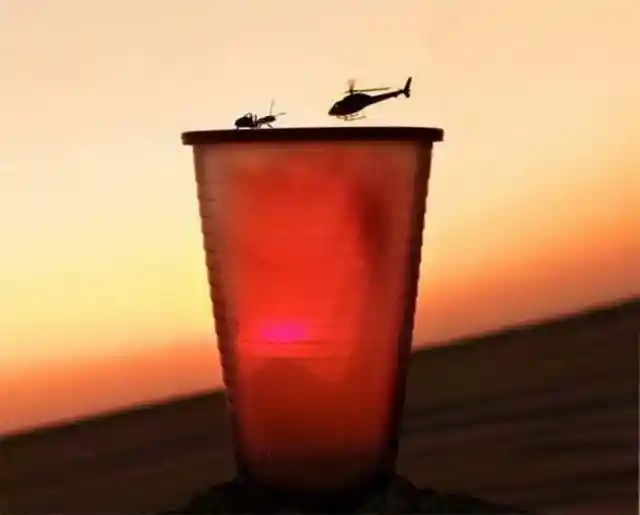 Ant Witnesses A Flight