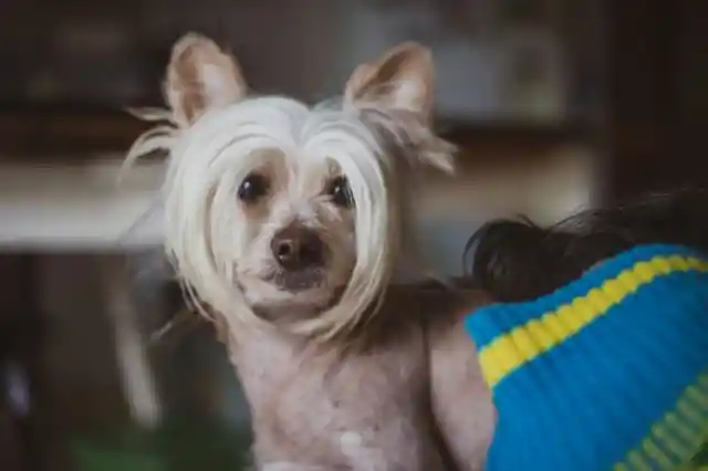 Chinese Crested Dog