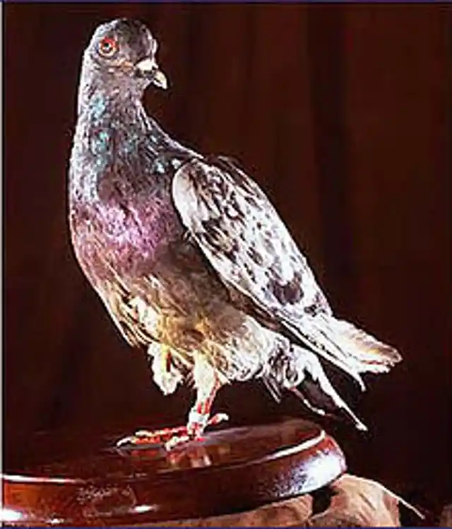 Pigeon Second To None