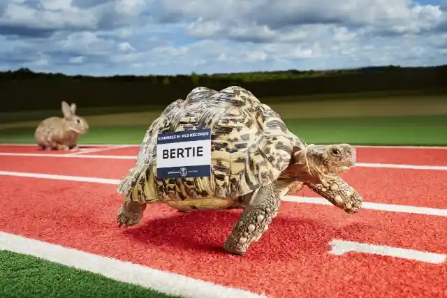 Fastest Tortoise