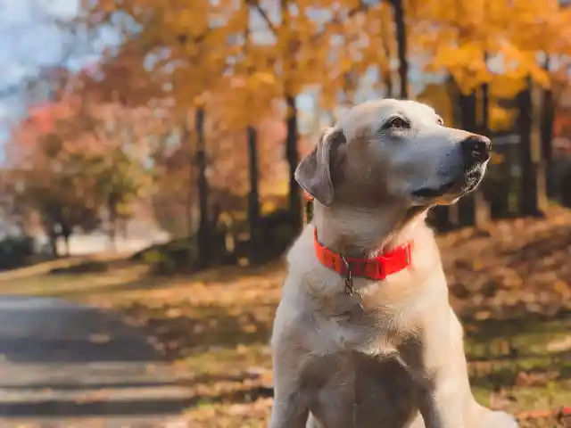 Mom Notices Dog Won’t Leave Trash Bag Alone, Finds Out Neighbor’s Secret