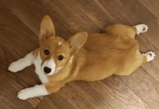 The Classic Sploot Means It's Playtime