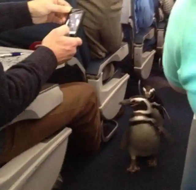 Flight For The Flightless