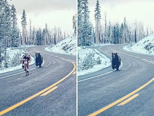 Bear Chasing A Cyclist