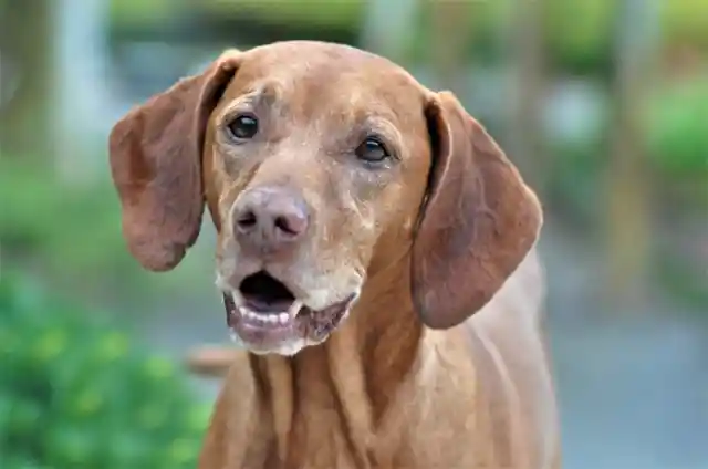 Vizsla