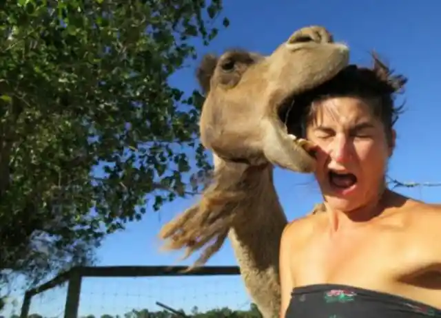 Posing With A Camel