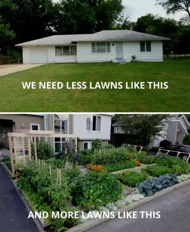 Lawns