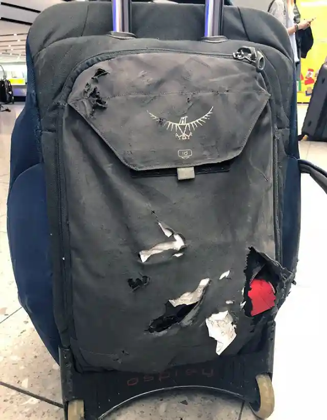 Chewed Up Luggage