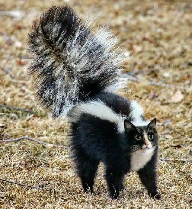 Skunk Cat