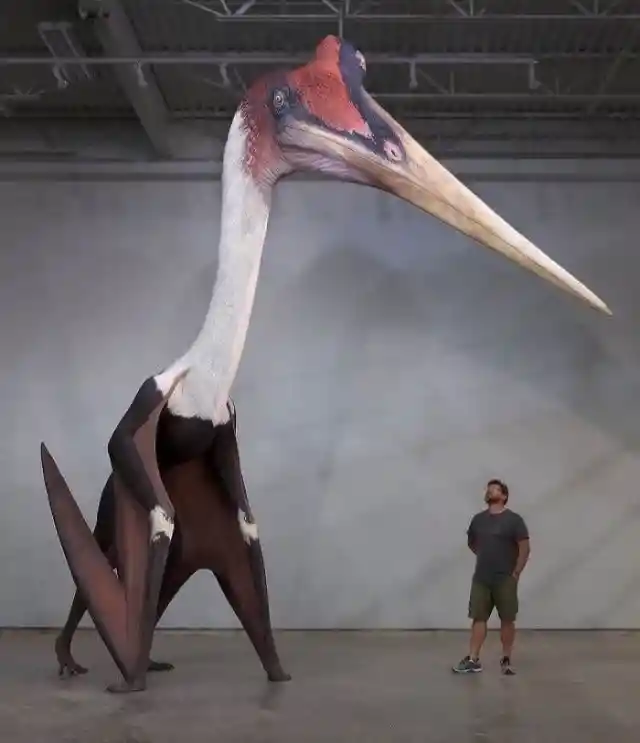 Quetzalcoatlus Northropi Model Next To A 1.8m Man