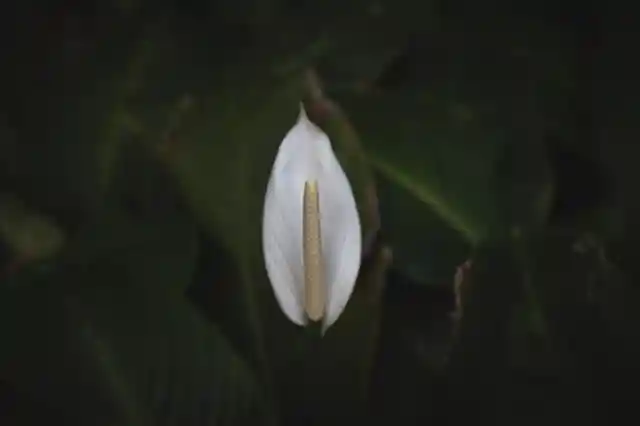 Signs Of An Unhealthy Peace Lily