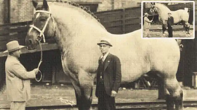 A Look At The Largest Horse.