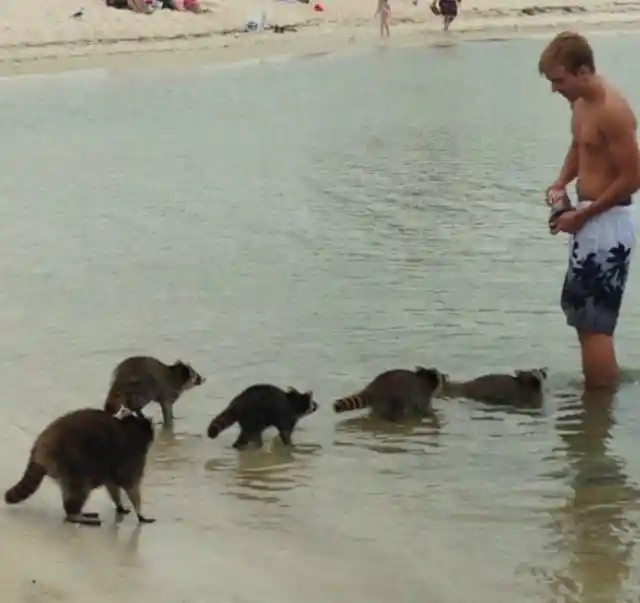 El Flautista De Hamelín De La Playa