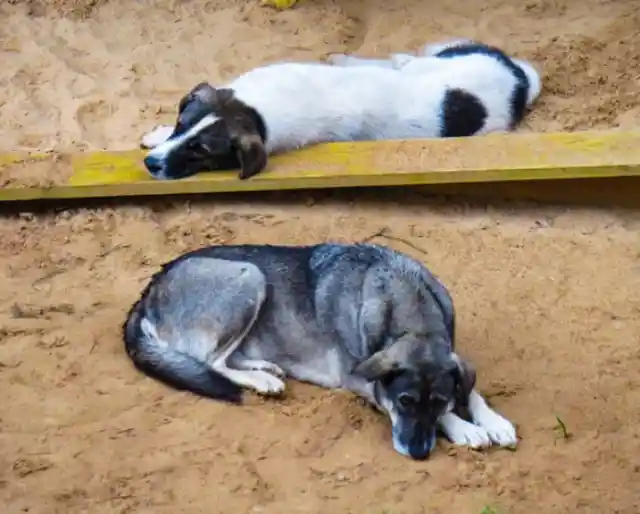 Shaming Dogs Can Result In Them Eating Poop