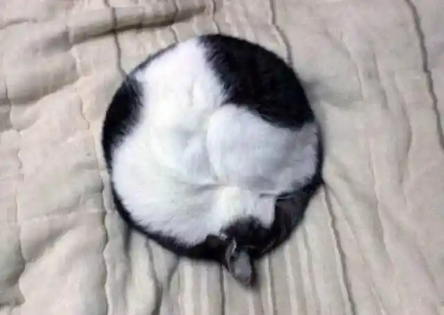 11. Perfect Kitty Circle