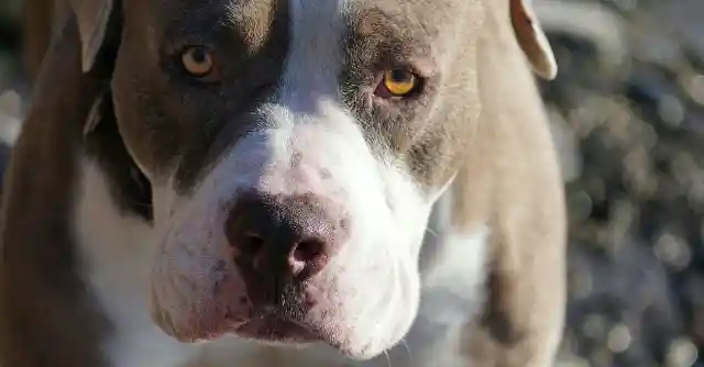 Toddler Goes Missing For 11 Days In The Woods Until Vet Scans Pitbull's Belly