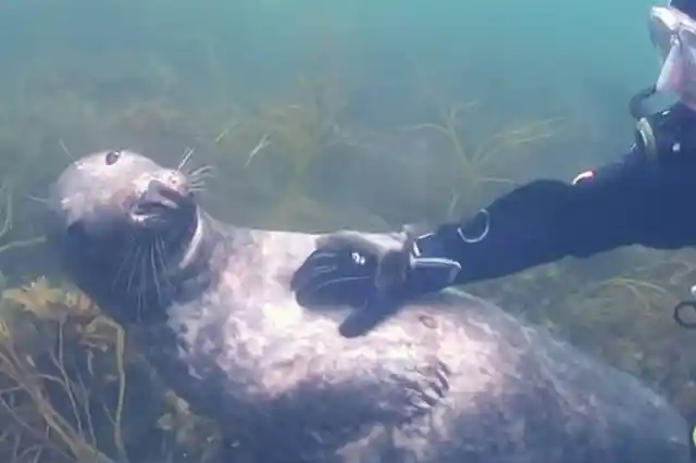 La Foca Estaba Alimentando El Sentimiento