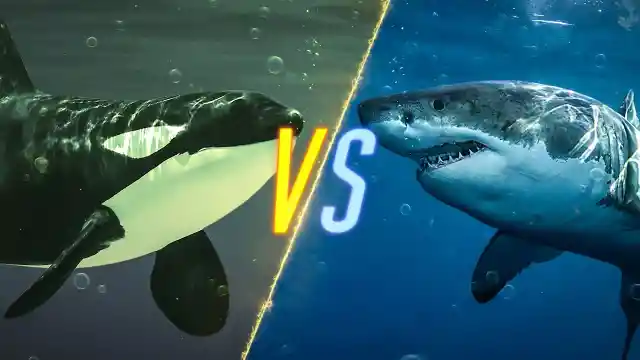 Whale Vs. Shark