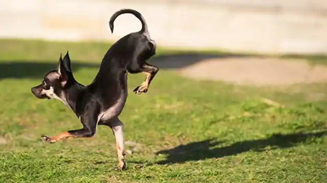 Fastest 5 Meters On Front Paws By A Dog