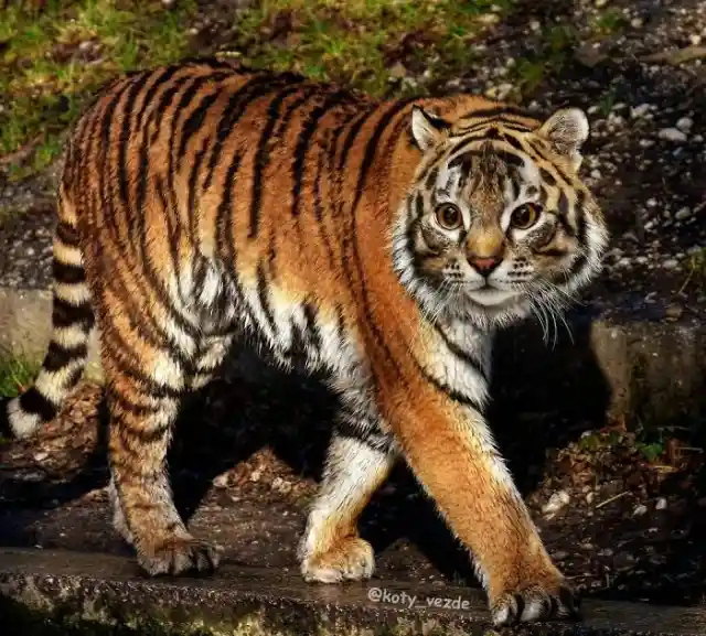 Another Tiger Cat