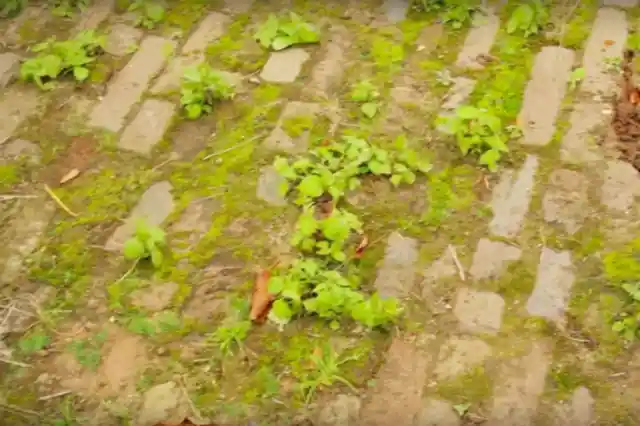 5 Simple And Easy Natural Tricks To Get Rid Of The Weeds In Your Garden!